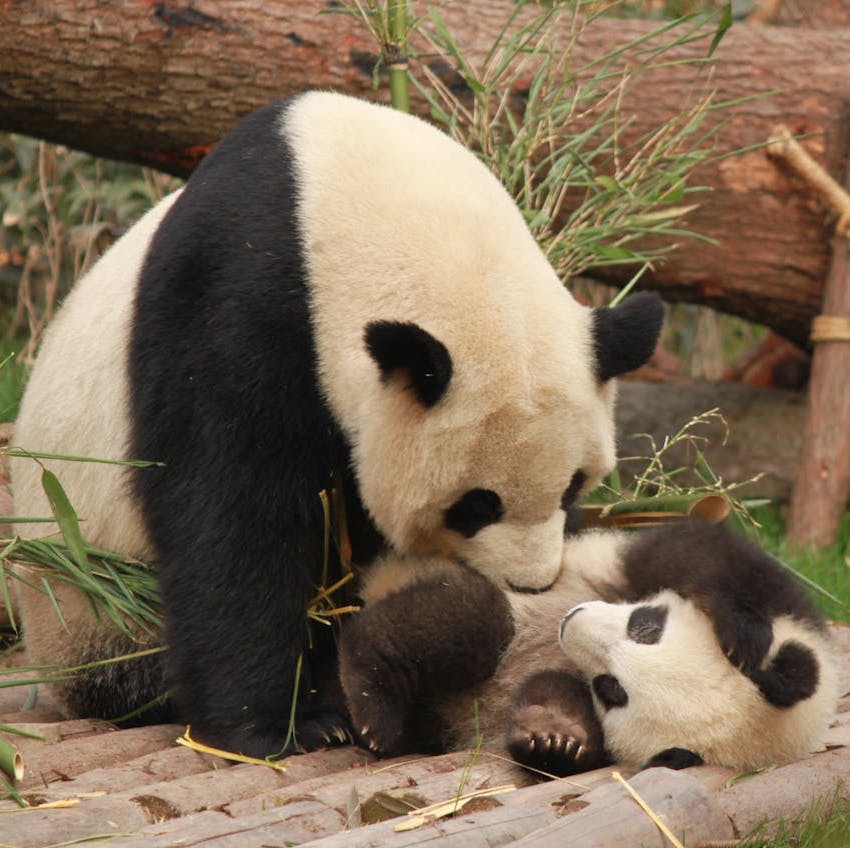 China Family Trip - Panda center